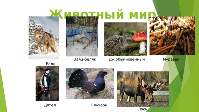 Животный мир Еж обыкновенный Муравьи Заяц-беляк Волк Глухарь Дятел Лось 