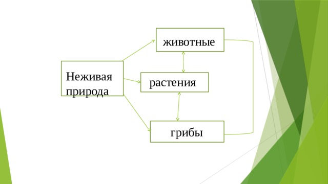 животные Неживая природа растения грибы  