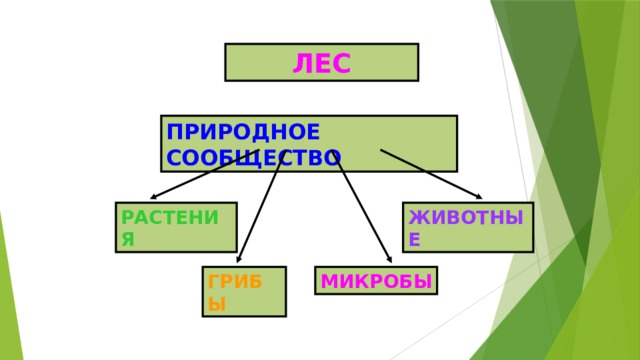 ЛЕС ПРИРОДНОЕ СООБЩЕСТВО РАСТЕНИЯ ЖИВОТНЫЕ ГРИБЫ МИКРОБЫ 