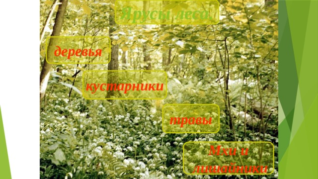 Ярусы леса. Ярусы леса деревья кустарники травы Мхи и  лишайники 