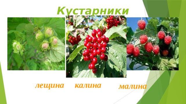 Кустарники лещина калина малина 