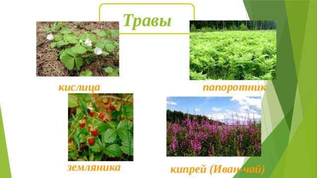 Травы кислица папоротник земляника кипрей (Иван-чай) 