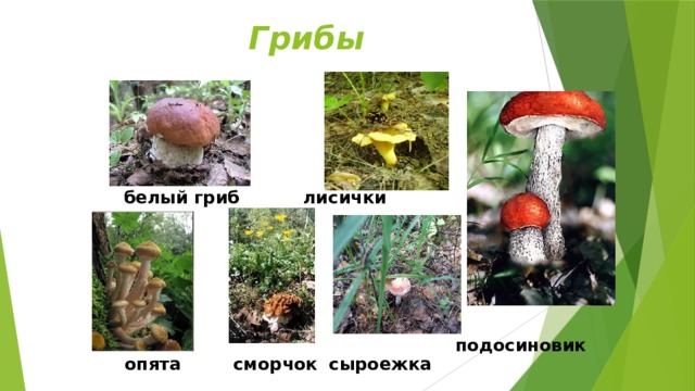 Грибы белый гриб лисички подосиновик опята сыроежка сморчок 