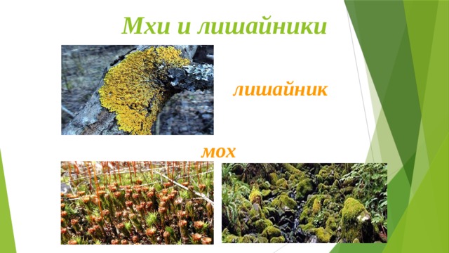 Мхи и лишайники лишайник мох 