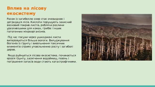 Вплив на лісову екосистему Разом із загибеллю озер стає очевидною і деградація лісів. Кислоти порушують захисний восковий покрив листів, роблячи рослини уразливішими для комах, грибів і інших патогенних мікроорганізмів.  Під час посухи через ушкоджені листи випаровується більше вологи. Вилуджування біогенів із ґрунту і вивільнення токсичних елементів сприяє уповільненню росту і загибелі дерев.  Якщо руйнується лісова екосистема, починається ерозія ґрунту, засмічення водоймищ, повінь і погіршення запасів води стають катастрофічними. 