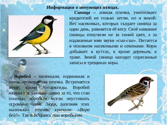 Информация о зимующих птицах. Синица – ловкая птичка, уничтожает вредителей не только летом, но и зимой. Вес насекомых, которых съедает синица за один день, равняется её весу. Своё название синицы получили не за синий цвет, а за издаваемые ими звуки « сии-сии ». Питается в основном насекомыми и семенами. Корм добывает в кустах, в кроне деревьев, в траве. Зимой синица находит спрятанные запасы в трещинах коры. Воробей – маленькая, подвижная и очень прожорливая птичка. Встречается везде, кроме Антарктиды. Воробей назван так давным–давно за то, что стаи полевых воробьёв могли опустошать огромные поля. Люди, разгоняя этих маленьких птичек, кричали: « Вора бей! ». Так и остались они воробьями. 