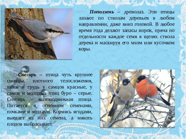 Поползень – древолаз. Эти птицы лазают по стволам деревьев в любом направлении, даже вниз головой. В любое время года делают запасы впрок, пряча по отдельности каждое семя в щелях ствола дерева и маскируя его мхом или кусочком коры. Снегирь – птица чуть крупнее синицы, плотного телосложения, щёки и грудь у самцов красные, у самок и молодых птиц буро – серые. Снегирь – малоподвижная птица. Питается в основном семенами, почками и ягодами. Кормясь ягодами, выедает из них семена, а мякоть плодов выбрасывает. 