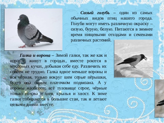 Сизый голубь – один из самых обычных видов птиц нашего города. Голуби могут иметь различную окраску – сизую, бурую, белую. Питаются в зимнее время пищевыми отходами и семенами различных растений. Галка и ворона – Зимой галки, так же как и вороны, живут в городах, вместе роются в мусорных кучах, добывая себе еду. Различить их совсем не трудно. Галка вдвое меньше вороны и вся чёрная, только вокруг шеи серые пёрышки, будто она серым платочком подвязана. А у вороны наоборот: всё туловище серое, чёрные только голова и шея, крылья и хвост. К зиме галки собираются в большие стаи, так и летают целыми днями вместе. 