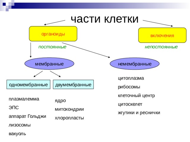 части клетки органоиды включения постоянные непостоянные мембранные немембранные цитоплазма рибосомы клеточный центр цитоскелет жгутики и реснички одномембранные двумембранные Современные представления о структуре клетки. плазмалемма ЭПС аппарат Гольджи лизосомы вакуоль ядро митохондрии хлоропласты  