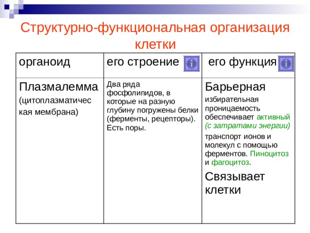 Структурно-функциональная организация клетки органоид его строение Плазмалемма (цитоплазматичес кая мембрана)  его функция Два ряда фосфолипидов, в которые на разную глубину погружены белки (ферменты, рецепторы). Есть поры. Барьерная избирательная проницаемость обеспечивает активный (с затратами энергии) транспорт ионов и молекул с помощью ферментов. Пиноцитоз и фагоцитоз . Связывает клетки Образец сворачивания информации источника: заполнение 3 колонки таблицы  