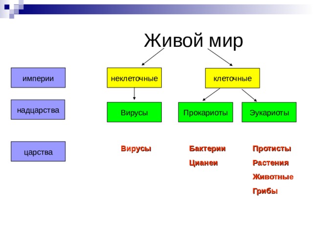  Живой мир неклеточные империи клеточные надцарства Вирусы Прокариоты Эукариоты Протисты Растения Животные Грибы  Вирусы царства Бактерии Цианеи Современная система живого мира. Вирусы – неклеточная форма жизни, обладающая единственным признаком жизни – способностью к самовоспроизведению на основе обмена веществ клетки-хозяина. Вывод: вне клетки жизни нет.  