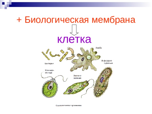 + Биологическая мембрана клетка Крупнейшее эволюционное новообразование (ароморфоз) – образование клеточной мембраны вокруг пробионта. Начало эволюции клеток. Мембрана позволила первичным организмам отграничить своё содержимое от внешней среды. Следствие – появление раздражимости, появление обмена веществ со средой, поддержание гомеостаза. Вывод: клетка – открытая биосистема.  