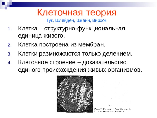 Клеточная теория  Гук, Шлейден, Шванн, Вирхов Клетка – структурно-функциональная единица живого. Клетка построена из мембран. Клетки размножаются только делением. Клеточное строение – доказательство единого происхождения живых организмов. Изобретение микроскопа. Понятие «клетка». Формулировка основных положений клеточной теории (сравнить с учебником!) – обоснование каждого положения.  