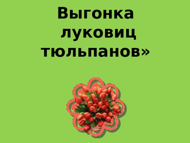    «Тюльпан.  Выгонка луковиц тюльпанов»         