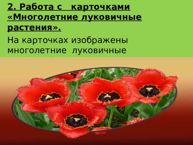 2. Работа с карточками «Многолетние луковичные растения». На карточках изображены многолетние луковичные растения(написать название многолетних луковичных растении). 