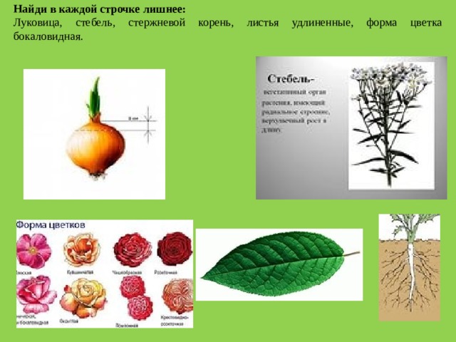 Найди в каждой строчке лишнее: Луковица, стебель, стержневой корень, листья удлиненные, форма цветка бокаловидная. 