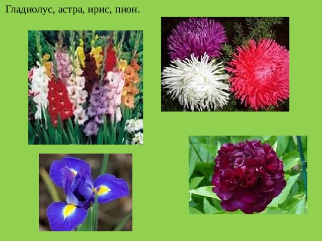  Гладиолус, астра, ирис, пион. 
