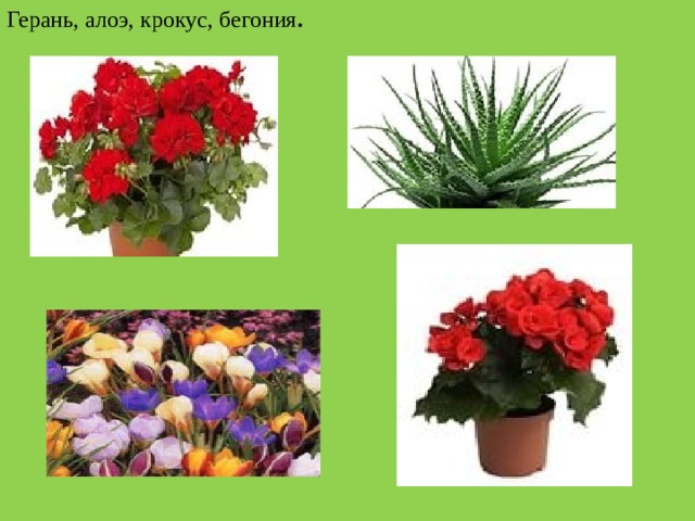 Герань, алоэ, крокус, бегония . 