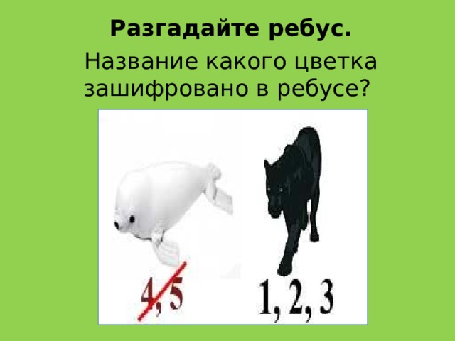 Разгадайте ребус. Название какого цветка зашифровано в ребусе? 