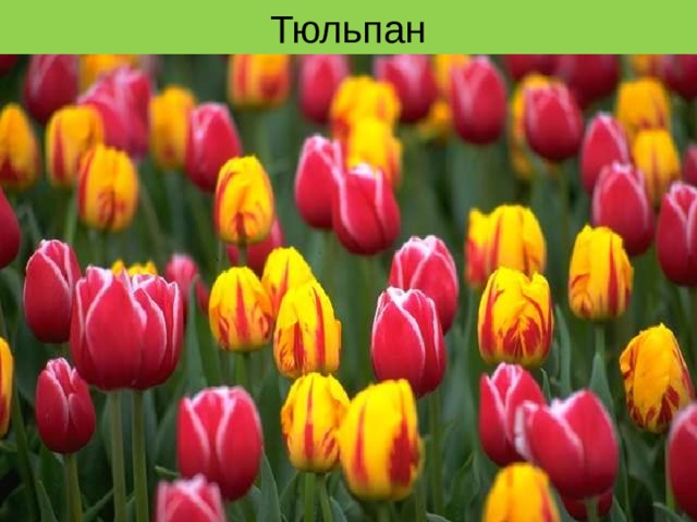 Тюльпан 