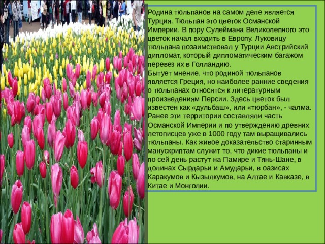 Родина тюльпанов на самом деле является Турция. Тюльпан это цветок Османской Империи. В пору Сулеймана Великолепного это цветок начал входить в Европу. Луковицу тюльпана позаимствовал у Турции Австрийский дипломат, который дипломатическим багажом перевез их в Голландию.  Бытует мнение, что родиной тюльпанов является Греция, но наиболее ранние сведения о тюльпанах относятся к литературным произведениям Персии. Здесь цветок был известен как «дульбаш», или «тюрбан», - чалма. Ранее эти территории составляли часть Османской Империи и по утверждению древних летописцев уже в 1000 году там выращивались тюльпаны. Как живое доказательство старинным манускриптам служит то, что дикие тюльпаны и по сей день растут на Памире и Тянь-Шане, в долинах Сырдарьи и Амударьи, в оазисах Каракумов и Кызылкумов, на Алтае и Кавказе, в Китае и Монголии. 