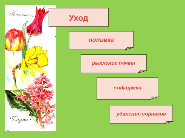 Уход поливка рыхление почвы подкормка удаление сорняков 
