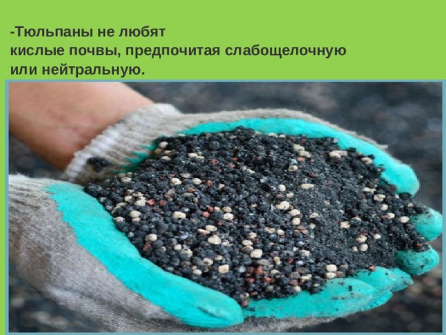 -Тюльпаны не любят кислые почвы, предпочитая слабощелочную или нейтральную.  
