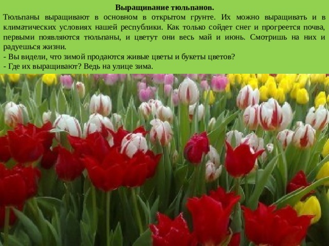 Выращивание тюльпанов. Тюльпаны выращивают в основном в открытом грунте. Их можно выращивать и в климатических условиях нашей республики. Как только сойдет снег и прогреется почва, первыми появляются тюльпаны, и цветут они весь май и июнь. Смотришь на них и радуешься жизни. - Вы видели, что зимой продаются живые цветы и букеты цветов? - Где их выращивают? Ведь на улице зима. 