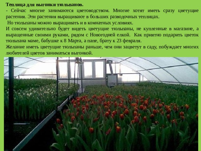 Теплица для выгонки тюльпанов. - Сейчас многие занимаются цветоводством. Многие хотят иметь сразу цветущие растения. Эти растения выращивают в больших разводочных теплицах.  Но тюльпаны можно выращивать и в комнатных условиях.  И совсем удивительно будет видеть цветущие тюльпаны, не купленные в магазине, а выращенные своими руками, рядом с Новогодней елкой. Как приятно подарить цветок тюльпана маме, бабушке к 8 Марта, а папе, брату к 23 февраля. Желание иметь цветущие тюльпаны раньше, чем они зацветут в саду, побуждает многих любителей цветов заниматься выгонкой. 