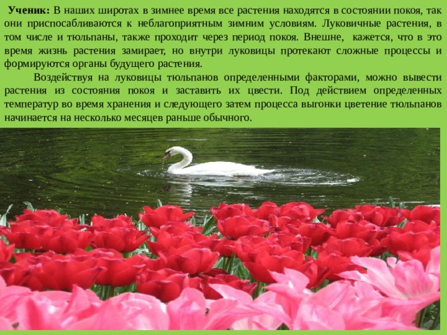  Ученик: В наших широтах в зимнее время все растения находятся в состоянии покоя, так они приспосабливаются к неблагоприятным зимним условиям. Луковичные растения, в том числе и тюльпаны, также проходит через период покоя. Внешне, кажется, что в это время жизнь растения замирает, но внутри луковицы протекают сложные процессы и формируются органы будущего растения.  Воздействуя на луковицы тюльпанов определенными факторами, можно вывести растения из состояния покоя и заставить их цвести. Под действием определенных температур во время хранения и следующего затем процесса выгонки цветение тюльпанов начинается на несколько месяцев раньше обычного. 