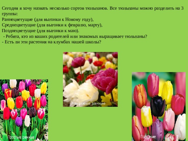 Сегодня я хочу назвать несколько сортов тюльпанов. Все тюльпаны можно разделить на 3 группы: Раннецветущие (для выгонки к Новому году), Среднецветущие (для выгонки к февралю, марту), Позднецветущие (для выгонки к маю).  - Ребята, кто из ваших родителей или знакомых выращивает тюльпаны? - Есть ли эти растения на клумбах нашей школы? 