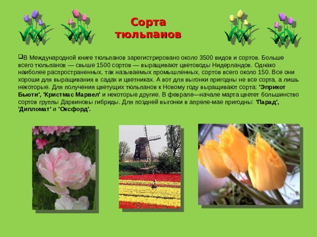 Сорта тюльпанов В Международной книге тюльпанов зарегистрировано около 3500 видов и сортов. Больше всего тюльпанов — свыше 1500 сортов — выращивают цветоводы Нидерландов. Однако наиболее распространенных, так называемых промышленных, сортов всего около 150. Все они хороши для выращивания в садах и цветниках. А вот для выгонки пригодны не все сорта, а лишь некоторые. Для получения цветущих тюльпанов к Новому году выращивают сорта: 'Эприкот Бьюти',  'Кристмас Марвел' и некоторые другие. В феврале—начале марта цветет большинство сортов группы Дарвиновы гибриды. Для поздней выгонки в апреле-мае пригодны: 'Парад',  'Дипломат' и 'Оксфорд'.  