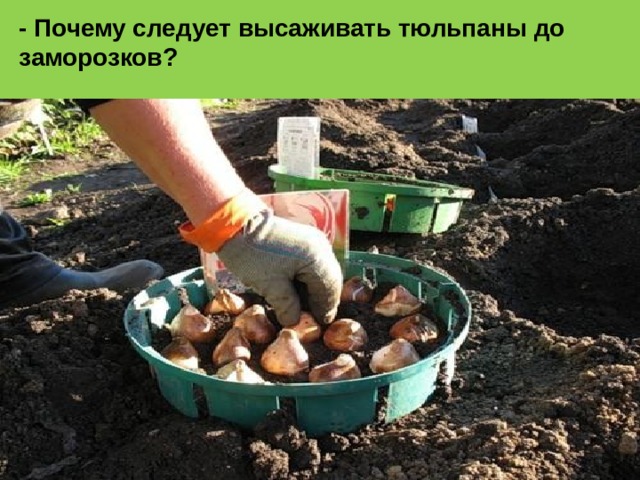 - Почему следует высаживать тюльпаны до заморозков? 