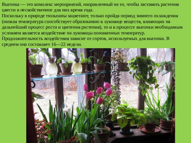 Выгонка — это комплекс мероприятий, направленный на то, чтобы заставить растения цвести в несвойственное для них время года. Поскольку в природе тюльпаны зацветают, только пройдя период зимнего охлаждения (низкая температура способствует образованию в луковице веществ, влияющих на дальнейший процесс роста и цветения растения), то и в процессе выгонки необходимым условием является воздействие на луковицы пониженных температур. Продолжительность воздействия зависит от сортов, используемых для выгонки. В среднем она составляет 16—22 недели. 