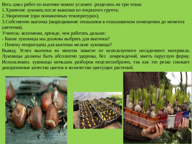 Весь цикл работ по выгонке можно условно разделить на три этапа: Хранение луковиц после выкопки из открытого грунта; Укоренение (при пониженных температурах); Собственно выгонка (выращивание тюльпанов в отапливаемом помещении до момента цветения). Учитель: вспомним, прежде, чем работать дальше: - Какие луковицы мы должны выбрать для выгонки? - Почему непригодны для выгонки мелкие луковицы? Вывод: Успех выгонки во многом зависит от используемого посадочного материала. Луковицы должны быть абсолютно здоровы, без повреждений, иметь округлую форму. Использовать луковицы меньших разборов нецелесообразно, так как это резко снижает декоративные качества цветов и количество цветущих растений. 