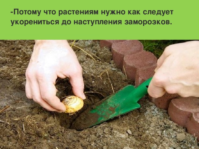 -Потому что растениям нужно как следует укорениться до наступления заморозков.  