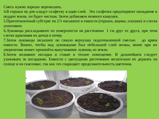 Смесь нужно хорошо перемешать. 4.В горшки на дно кладут салфетку в один слой. Эта салфетка предотвратит попадание в поддон земли, он будет чистым. Затем добавляем немного камушек. 5.Приготовленный субстрат на 2/3 насыпают в емкости (горшки, ящики, плошки) и слегка уплотняют. 6.Луковицы раскладывают по поверхности на расстоянии 1 см друг от друга, при этом слегка вдавливая их донца в почву. 7.Затем луковицы засыпают по самую верхушку подготовленной смесью до краев емкости. Важно, чтобы над луковицами был небольшой слой почвы, иначе при их укоренении может произойти выпучивание луковиц из земли. 8.Затем поливают посадки и ставят в теплое помещение. В дальнейшем следует ухаживать за посадками. Емкости с цветущими растениями желательно не держать на солнце и на сквозняке, так как это сокращает продолжительность цветения. 