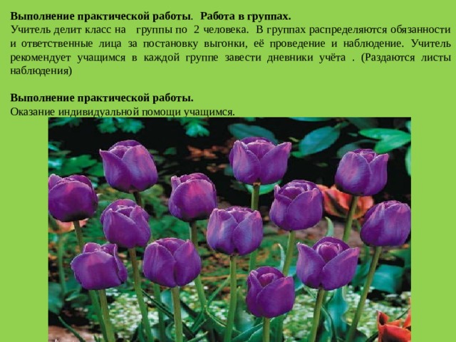 Выполнение практической работы .  Работа в группах. Учитель делит класс на группы по 2 человека. В группах распределяются обязанности и ответственные лица за постановку выгонки, её проведение и наблюдение. Учитель рекомендует учащимся в каждой группе завести дневники учёта . (Раздаются листы наблюдения)   Выполнение практической работы. Оказание индивидуальной помощи учащимся.  