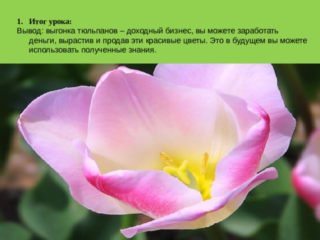 Итог урока: Вывод:  выгонка тюльпанов – доходный бизнес, вы можете заработать деньги, вырастив и продав эти красивые цветы. Это в будущем вы можете использовать полученные знания. 