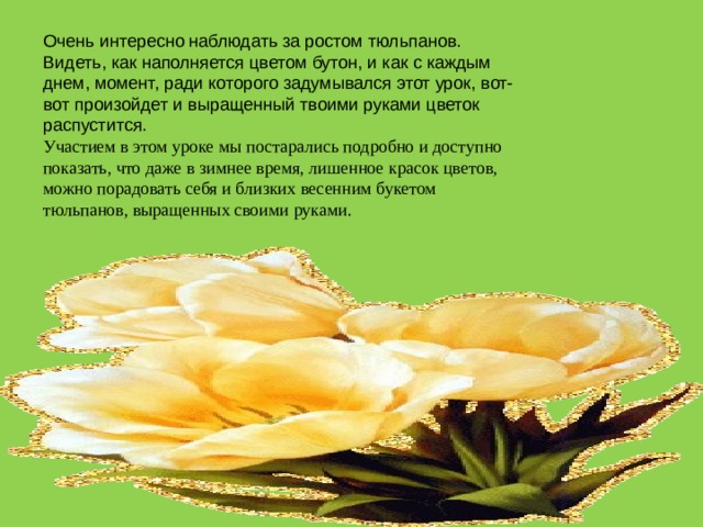 Очень интересно наблюдать за ростом тюльпанов. Видеть, как наполняется цветом бутон, и как с каждым днем, момент, ради которого задумывался этот урок, вот-вот произойдет и выращенный твоими руками цветок распустится. Участием в этом уроке мы постарались подробно и доступно показать, что даже в зимнее время, лишенное красок цветов, можно порадовать себя и близких весенним букетом тюльпанов, выращенных своими руками.  