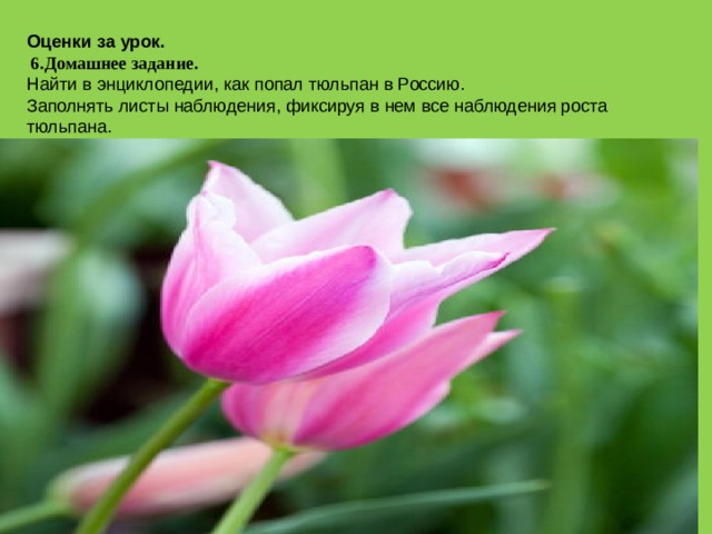 Оценки за урок.  6.Домашнее задание. Найти в энциклопедии, как попал тюльпан в Россию. Заполнять листы наблюдения, фиксируя в нем все наблюдения роста тюльпана.     