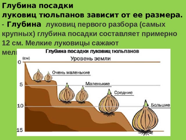 Глубина   посадки  луковиц   тюльпанов   зависит   от ее размера. - Глубина  луковиц первого разбора (самых крупных) глубина посадки составляет примерно 12 см. Мелкие луковицы сажают мельче, соответственно их размеру.  