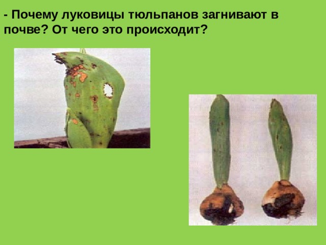 - Почему луковицы тюльпанов загнивают в почве? От чего это происходит?  