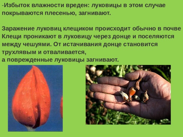 - Избыток влажности вреден: луковицы в этом случае покрываются плесенью, загнивают.  Заражение луковиц клещиком происходит обычно в почвеКлещи проникают в луковицу через донце и поселяются между чешуями. От истачивания донце становится трухлявым и отваливается, а поврежденные луковицы загнивают. 