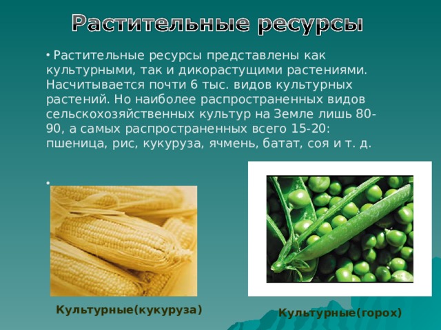  Растительные ресурсы представлены как культурными, так и дикорастущими растениями. Насчитывается почти 6 тыс. видов культурных растений. Но наиболее распространенных видов сельскохозяйственных культур на Земле лишь 80-90, а самых распространенных всего 15-20: пшеница, рис, кукуруза, ячмень, батат, соя и т. д. Культурные(кукуруза) Культурные(горох) 