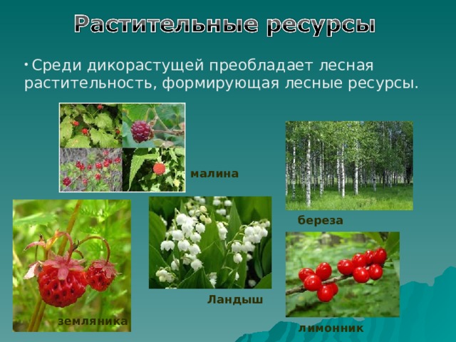  Среди дикорастущей преобладает лесная растительность, формирующая лесные ресурсы. малина береза Ландыш земляника лимонник 