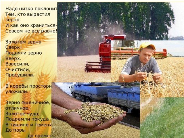 Надо низко поклониться Тем, кто вырастил зерно. И как оно храниться- Совсем не всё равно! Золотом зерно Сверк! Подняли зерно Вверх. Взвесили, Очистили, Просушили. В коробы просторные уложили. Зерно пшеничное, зерно отличное, Золотое чудо, Подремли покуда В тишине и темени До поры  до времени. 
