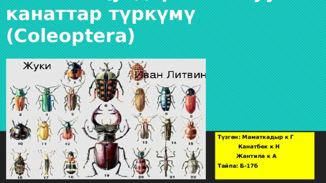 Тема: коңуздар же катуу канаттар түркүмү (Coleoptera) Түзгөн: Маматкадыр к Г  Канатбек к Н  Жантила к А Тайпа: Б-17б 