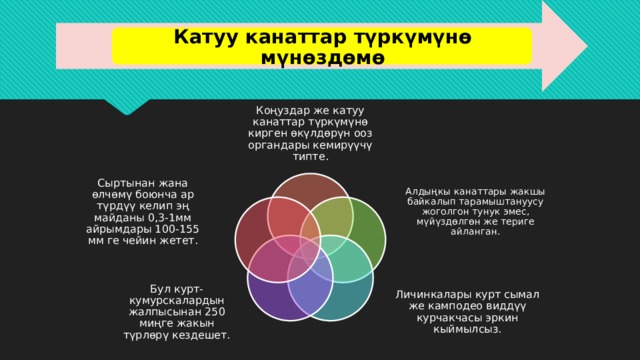 Катуу канаттар түркүмүнө мүнөздөмө Коңуздар же катуу канаттар түркүмүнө кирген өкүлдөрүн ооз органдары кемирүүчү типте. Алдыңкы канаттары жакшы байкалып тарамыштануусу жоголгон тунук эмес, мүйүздөлгөн же териге айланган. Сыртынан жана өлчөмү боюнча ар түрдүү келип эң майданы 0,3-1мм айрымдары 100-155 мм ге чейин жетет. Личинкалары курт сымал же камподео виддүү курчакчасы эркин кыймылсыз. Бул курт-кумурскалардын жалпысынан 250 миңге жакын түрлөрү кездешет. 