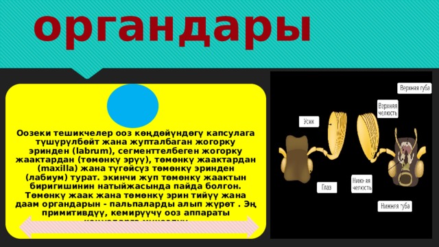 Ооз органдары Оозеки тешикчелер ооз көңдөйүндөгү капсулага түшүрүлбөйт жана жупталбаган жогорку эринден (labrum), сегменттелбеген жогорку жаактардан (төмөнкү эрүү), төмөнкү жаактардан (maxilla) жана түгөйсүз төмөнкү эринден (лабиум) турат. экинчи жуп төмөнкү жаактын биригишинин натыйжасында пайда болгон. Төмөнкү жаак жана төмөнкү эрин тийүү жана даам органдарын - пальпаларды алып жүрөт . Эң примитивдүү, кемирүүчү ооз аппараты коңуздарга мүнөздүү 